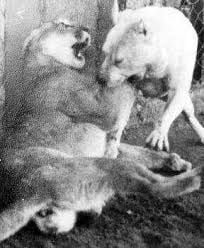 dogo vs puma dogo vs puma