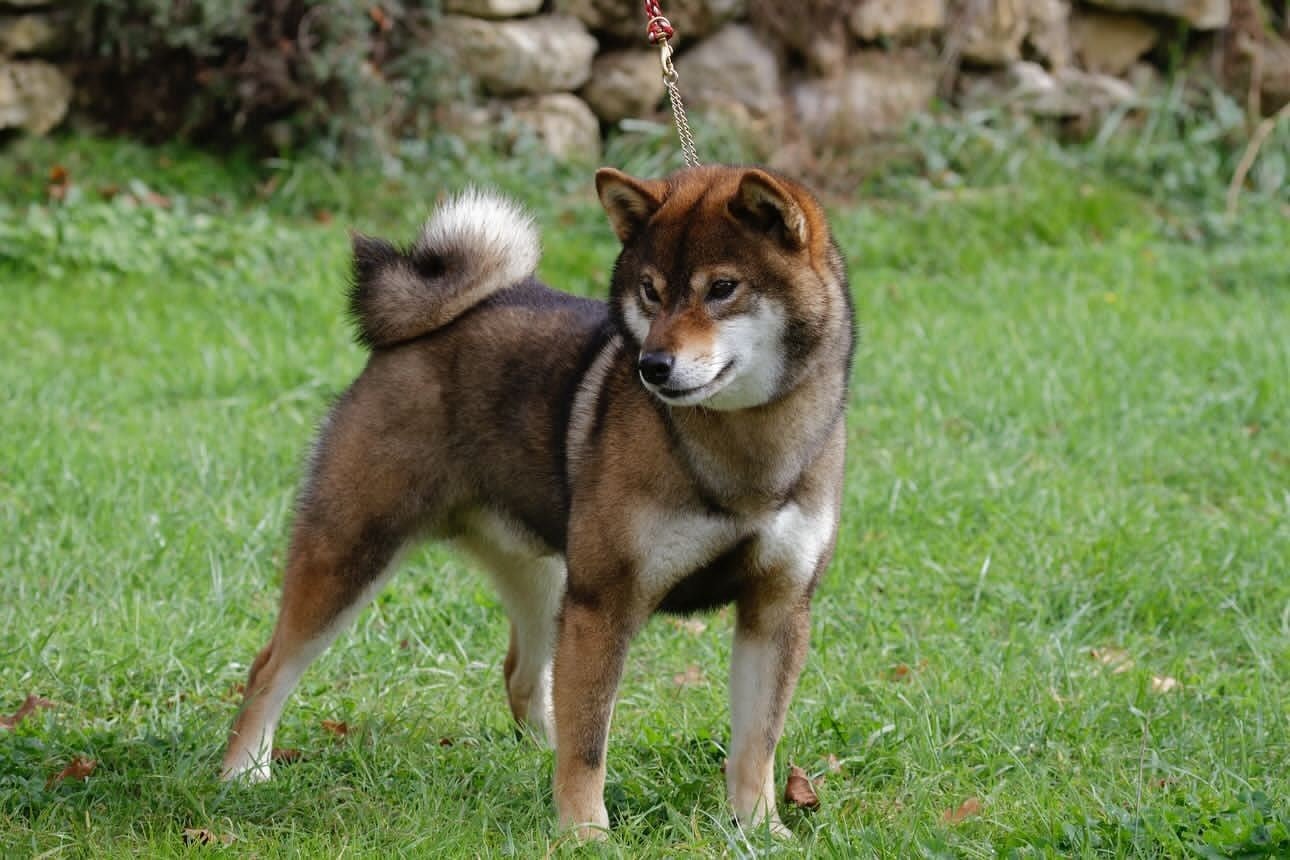 Uka goma oikaze Kitsune No Tani Kensha