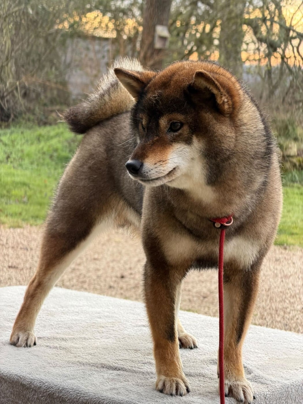 Uka goma oikaze Kitsune No Tani Kensha