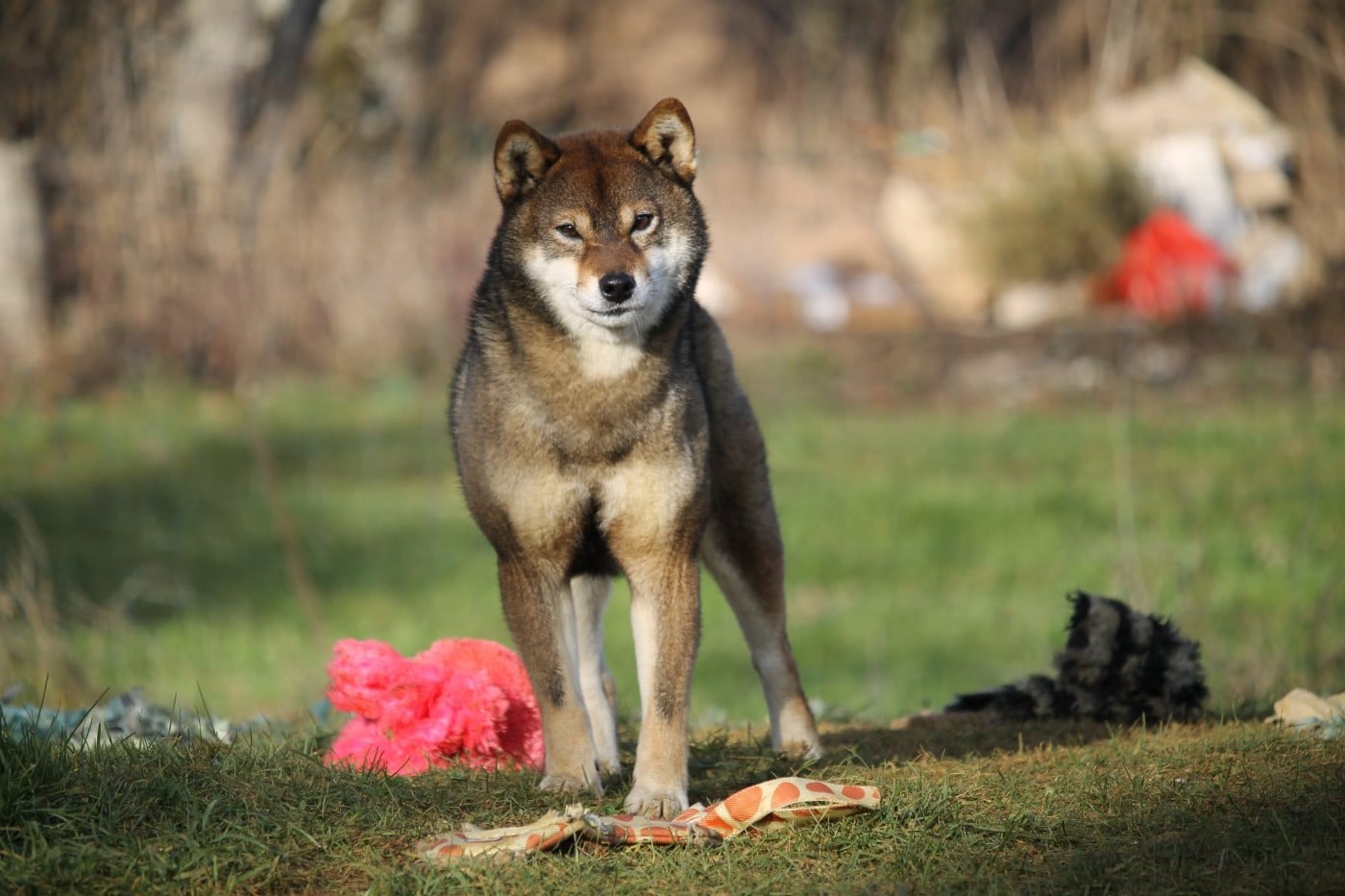 Uka goma oikaze Kitsune No Tani Kensha