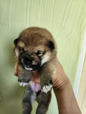 Les chiots de Shiba