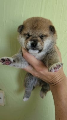 Les chiots de Shiba