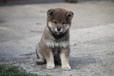 Les chiots de Shiba