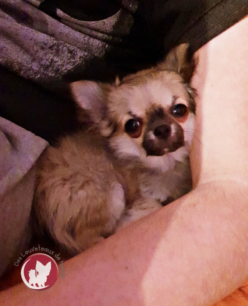 Publication : des Louveteaux De Nasca