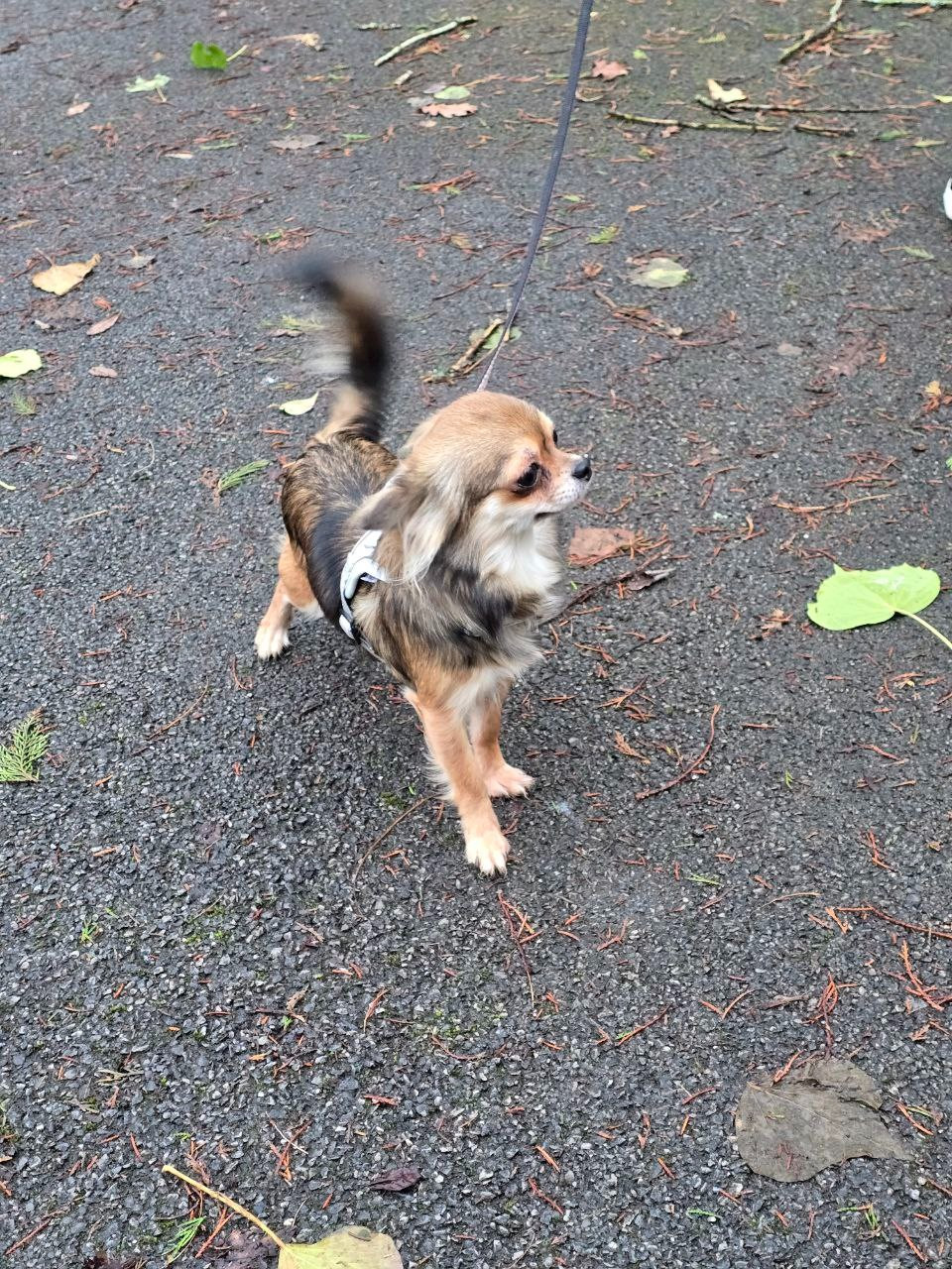 Vandale des Louveteaux De Nasca