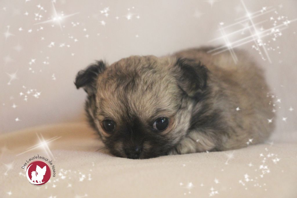 Publication : des Louveteaux De Nasca