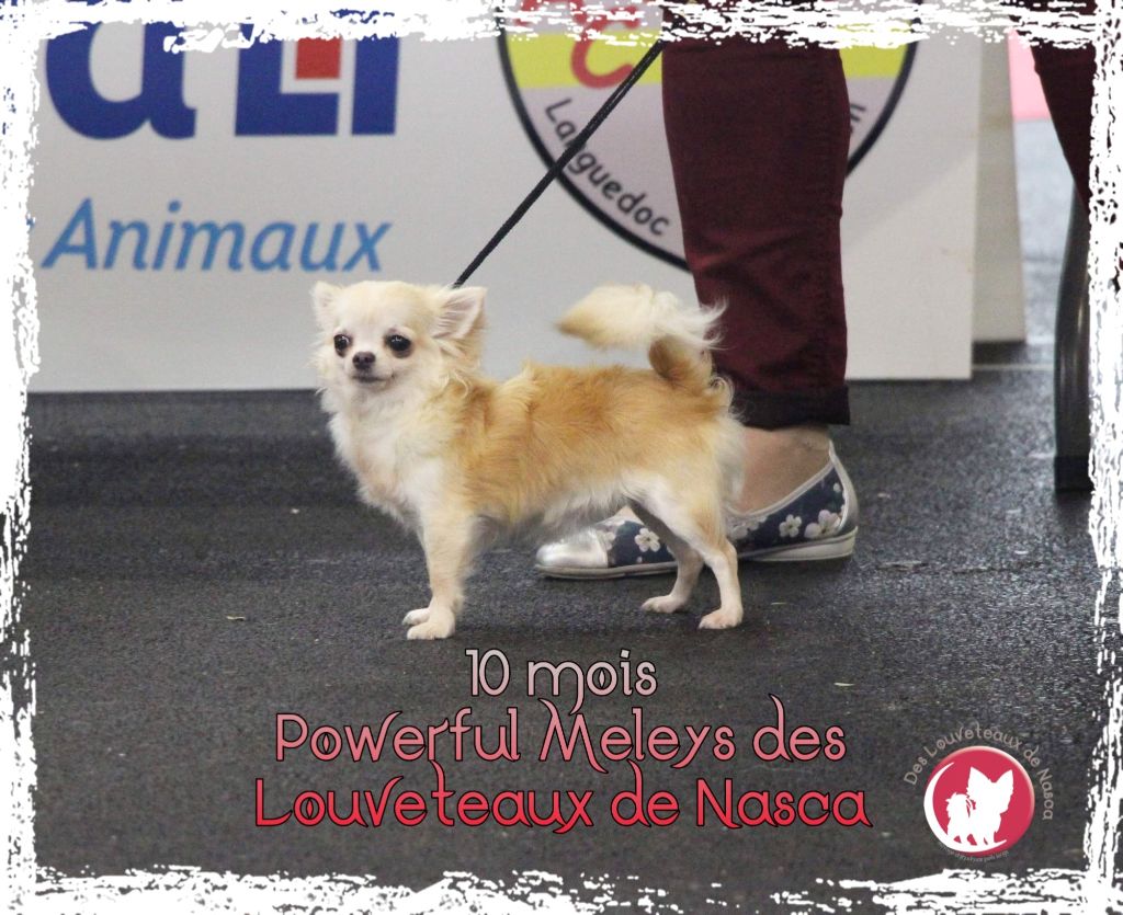 Publication : des Louveteaux De Nasca