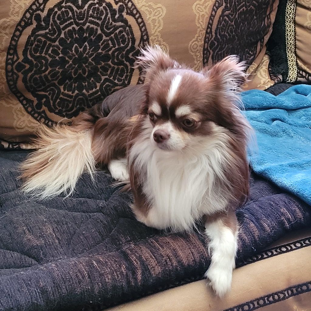 Publication : des Louveteaux De Nasca