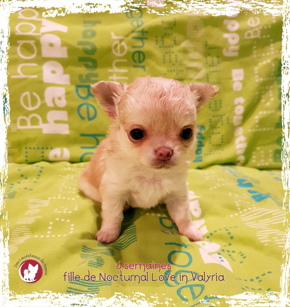 Publication : des Louveteaux De Nasca