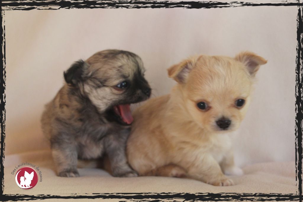 Publication : des Louveteaux De Nasca