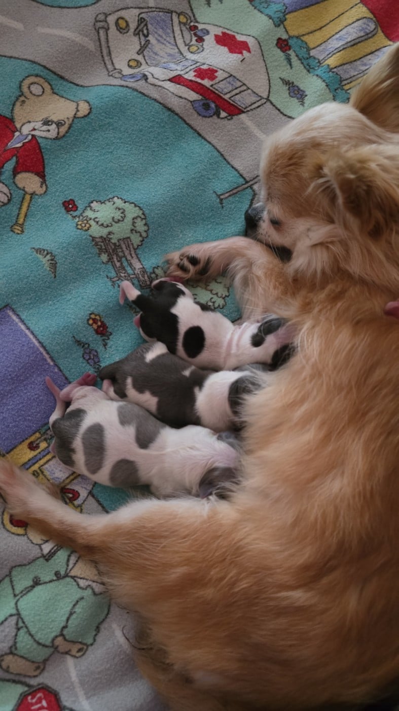 Chihuahua - des Louveteaux De Nasca
