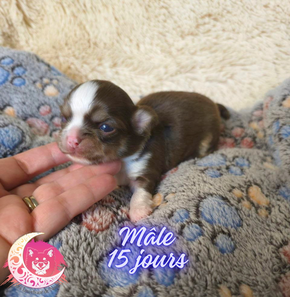 Chiot Chihuahua