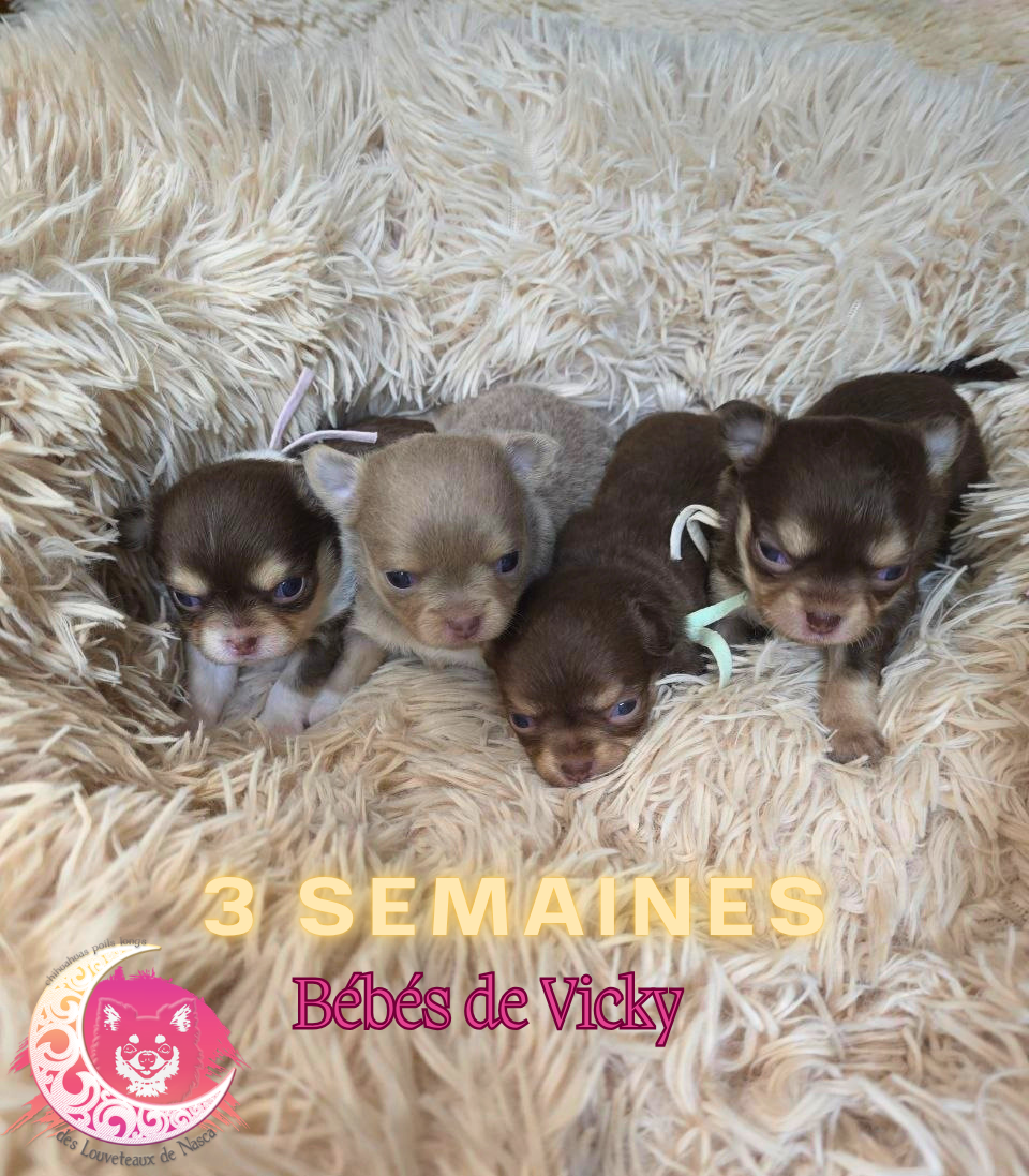 Chihuahua - des Louveteaux De Nasca