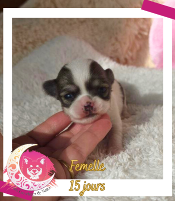 Les chiots de Chihuahua