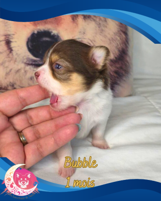 Les chiots de Chihuahua