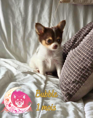 Les chiots de Chihuahua