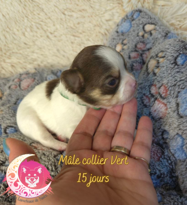 Les chiots de Chihuahua