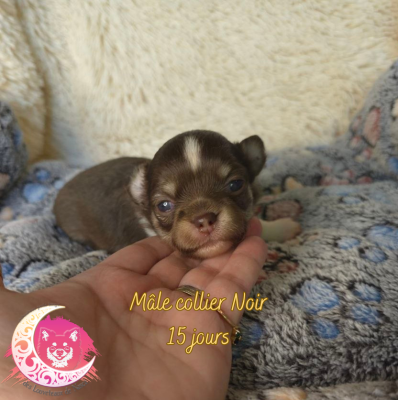 Les chiots de Chihuahua