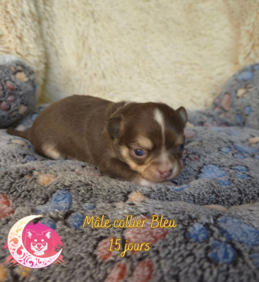 Les chiots de Chihuahua