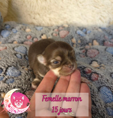 Les chiots de Chihuahua