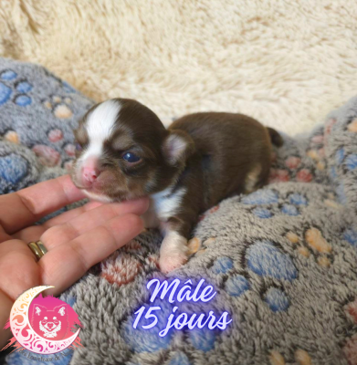 Les chiots de Chihuahua