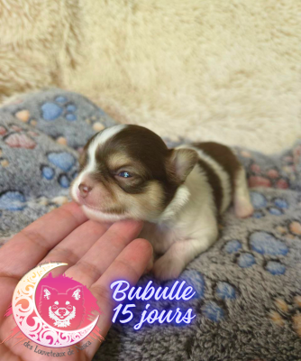 Les chiots de Chihuahua