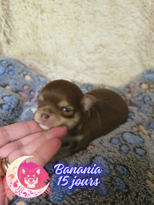 Les chiots de Chihuahua