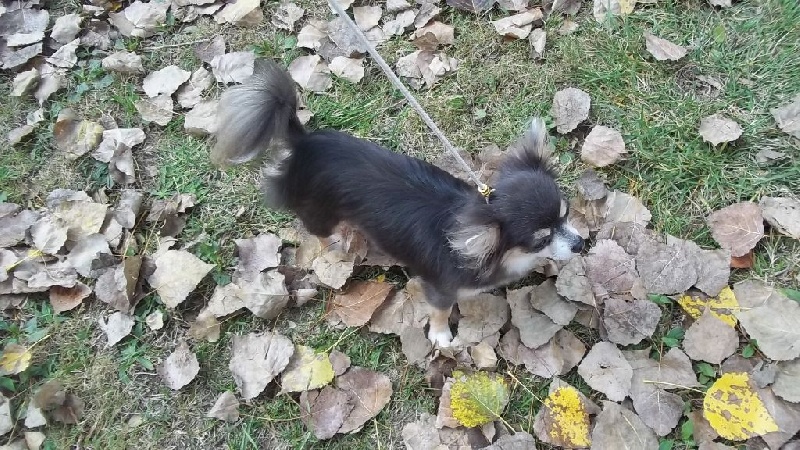 I'm a khaleesi des amours de léos - 1ere excellent - classe intermédiaire