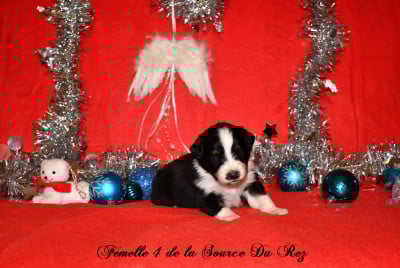 Les chiots de Berger Australien