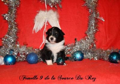 Les chiots de Berger Australien