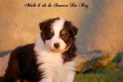 Les chiots de Berger Australien