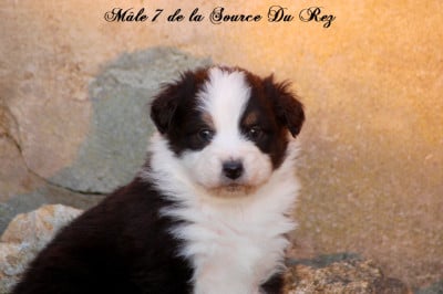 Les chiots de Berger Australien