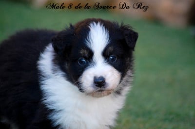 Les chiots de Berger Australien