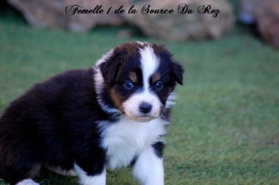 Les chiots de Berger Australien