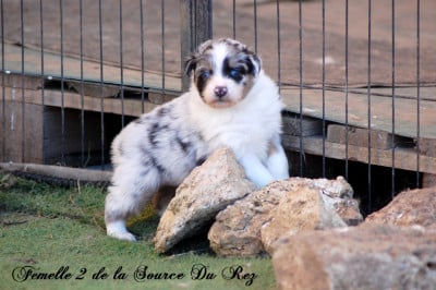 Les chiots de Berger Australien