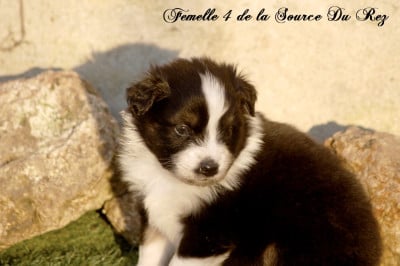 Les chiots de Berger Australien