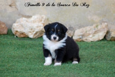 Les chiots de Berger Australien