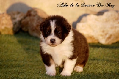 Les chiots de Berger Australien