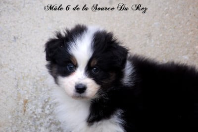 Les chiots de Berger Australien