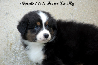 Les chiots de Berger Australien