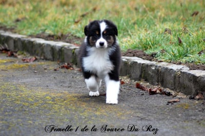 Les chiots de Berger Australien