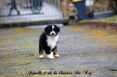 Les chiots de Berger Australien