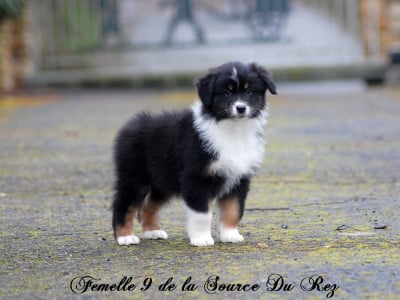 Les chiots de Berger Australien