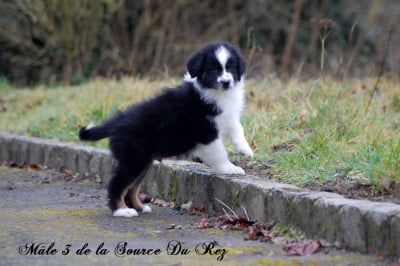 Les chiots de Berger Australien
