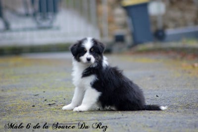 Les chiots de Berger Australien