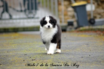 Les chiots de Berger Australien