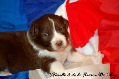 Les chiots de Berger Australien