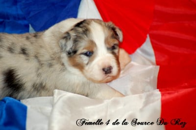 Les chiots de Berger Australien