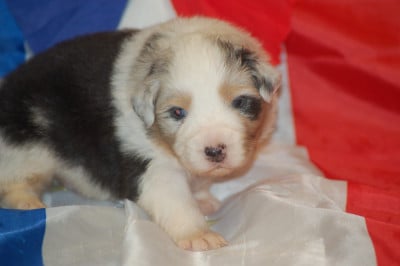 Les chiots de Berger Australien