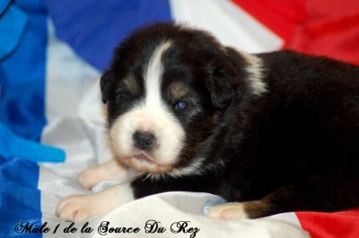 Les chiots de Berger Australien